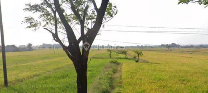 Tanah Sawah Komersial di Kertajati Majalengka 1