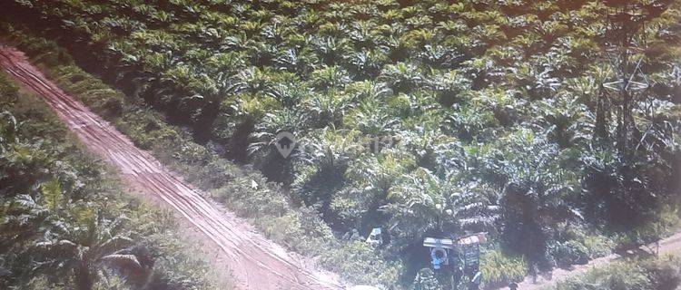 Kebun kelapa sawit yang siap panen 1