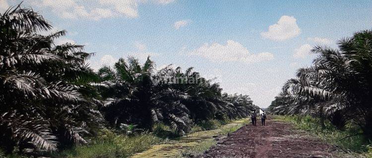 PT ALAMSARI LESTARI DILELANG 1