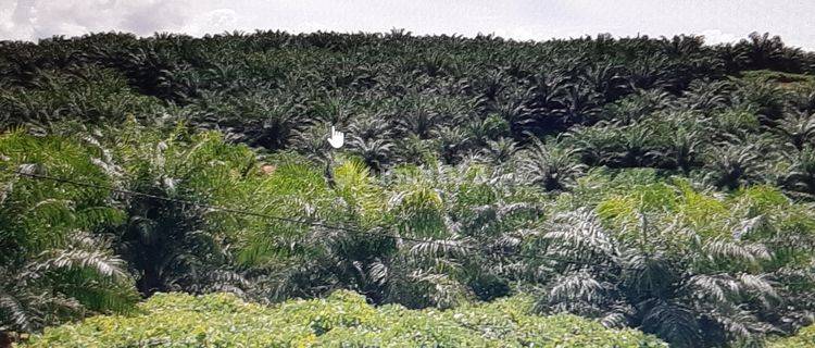 Kebon Kelapa Sawit Kaur Bengkulu 1