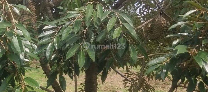 Dijual Kebun Durian Pekalongan,shm Sudah 2 Kali Panen 1