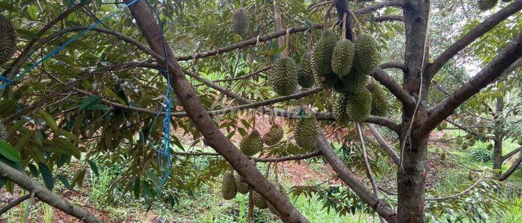 Jual Kebun Durian Bawor SHM Rutin Berbuah di Pekalongan 1