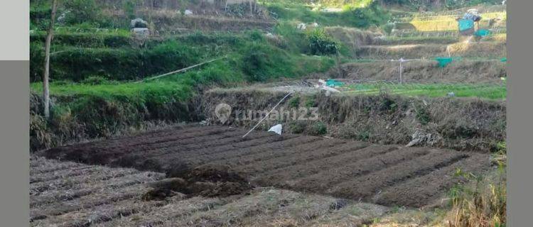 TANAH SUBUR LUAS HARGA BAIK DI PUJON KABUPATEN MALANG. 1