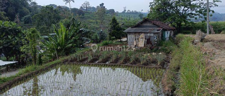 Tanah Sawah Luas Kondisi Subur Dan Produktif 200 Jutaan Di Mojokerto  1