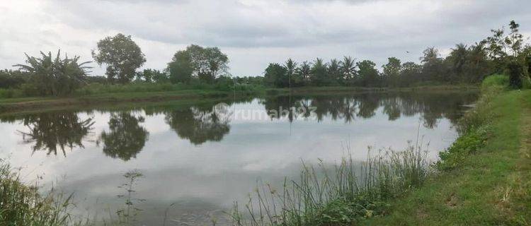 Jual Tanah Tambak 4,5 Ha Tanah Merah Sumenep Madura 1