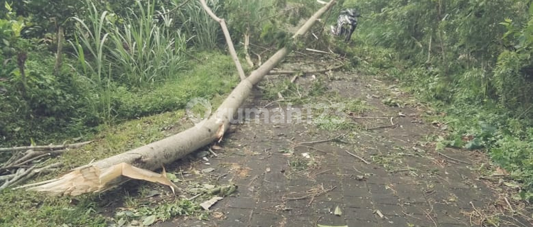 Dijual Tanah Kosong Pelaga Petang Badung, Bali 1