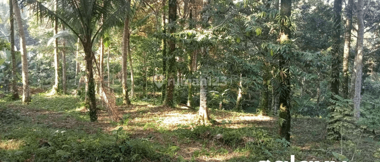 Dijual Tanah Telaga Tawang Sidemen Karangasem, Bali 1