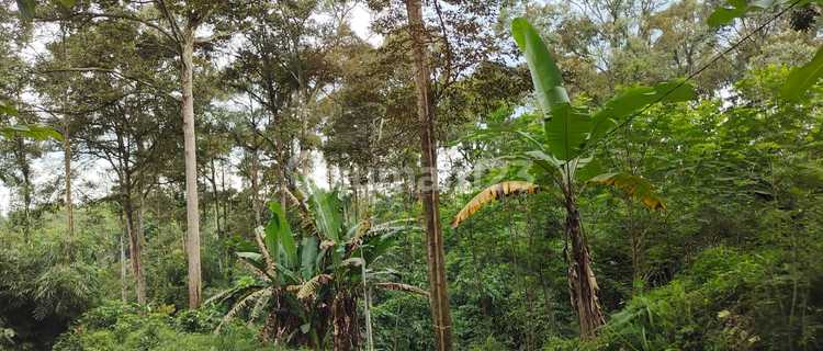 Tanah di Ungaran Gunungpati 5Ha SHM Cocok Kaplingan  1