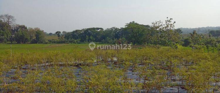 Sawah Panen 3 Kali Kebakkramat 400 Juta  1