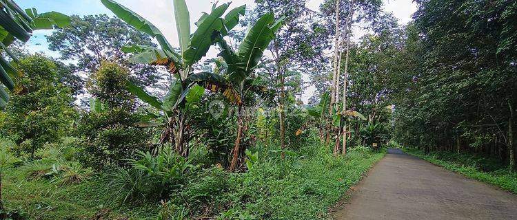 Tanah Murah Kawasan Wisata Kemuning 1