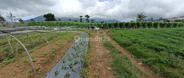 Tanah View 3 Gunung Puncak Sekitar Istana Cipanas 1