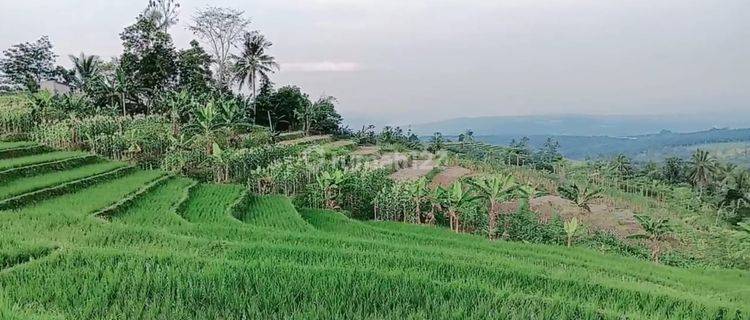 Sawah Terasering Produktif Akses Mobil Dengan View Cantik Cocok Untuk Villa  1