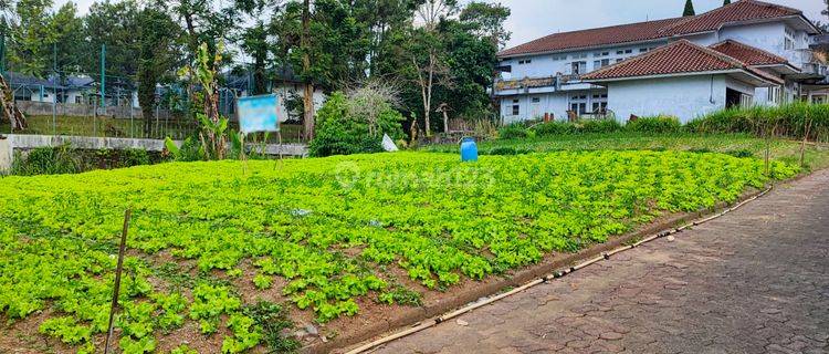 Tanah Luas di Villa Bougenville Cipanas Cocok Untuk Villa 1