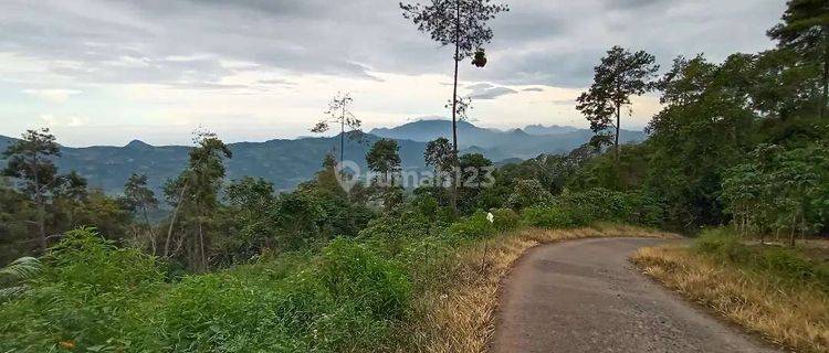Lahan Kebun di Cipanas Jawa Barat 1
