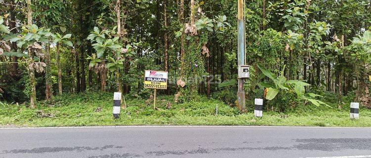 Tanah kosong bonus pohon jati Pinggir jalan utama Baturaden Purwokerto 1