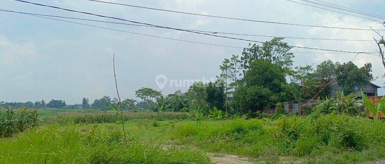 Tanah Kosong 2,1 Ha Sumbang Banyumas Dekat Pasar Tambaksogra, Tahu Sumedang 1