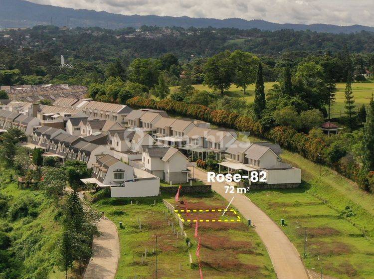 Rosewood Rose-82