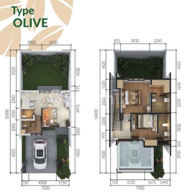 Olive