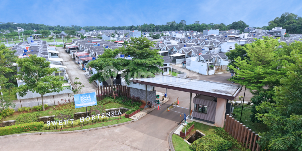 New Sweet Hortensia-2