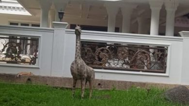 Rumah Sederhana area Tanah Sareal, Bogor, Luas 858 m2