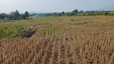 Jual Terjangkau Tanah 250000 m2 Kawasan Strategis