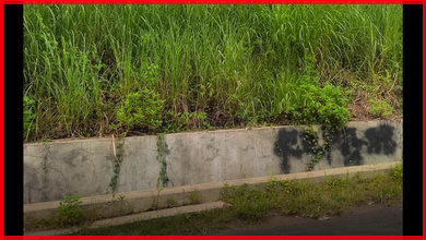Tanah Komersial Pinggir Jalan Raya Area Jangli
