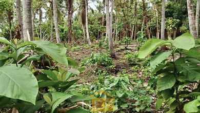 Kavling dengan Harga Terjangkau Kawasan Karimunjawa Jepara