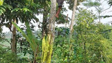 Tanah Dekat Komersil Lokasi Padalarang, Ideal untuk Mendirikan Bisnis
