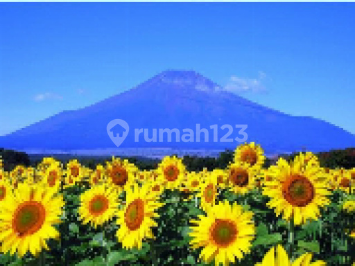 Yolanda property solo