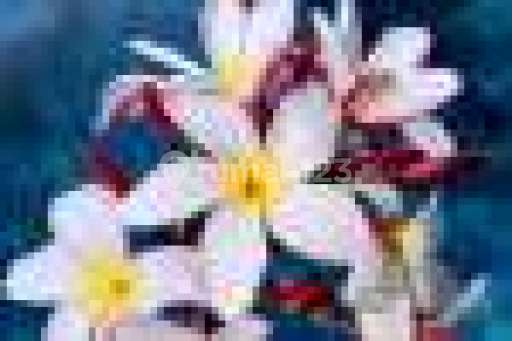 Balivillaland Property