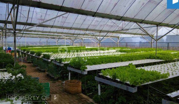 Dijual Gudang dan Greenhouse Sayuran Hidroponik di Lembang SHM 1