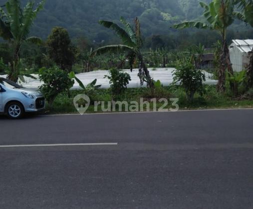 tanah kebun di jalan utama Bedugul Bali 1