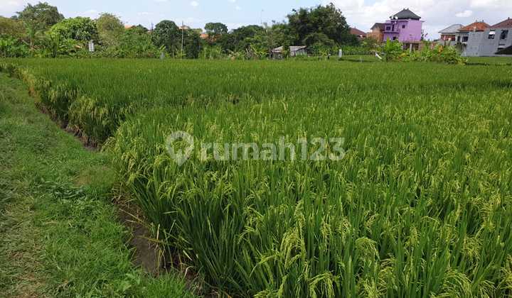 Tanah di Dalung Badung Bali dkt Canggu,kerobokan,Gatsu 2