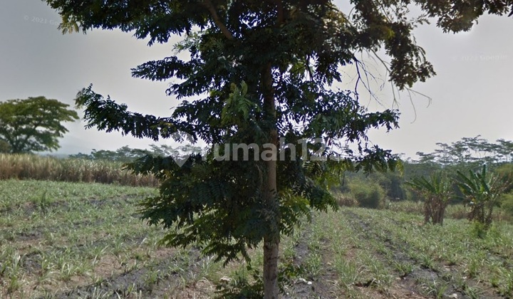 Dijual Tanah 7 Ha untuk perumahan di Lumajang 5