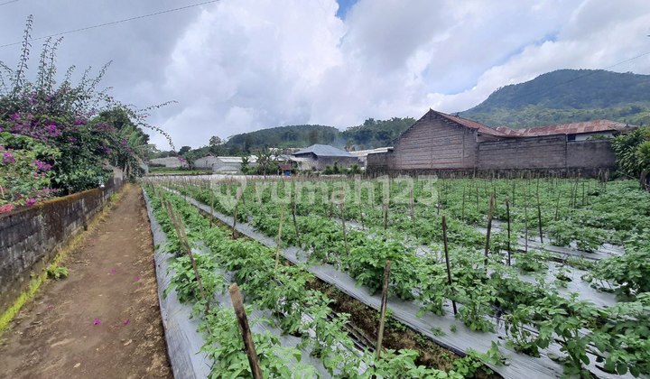 Tanah di Bedugul - Pancasari Buleleng  3