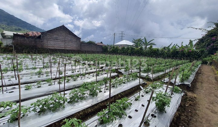 Tanah di Bedugul - Pancasari Buleleng  4