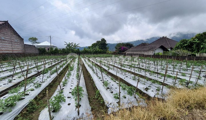 Tanah di Bedugul - Pancasari Buleleng  6
