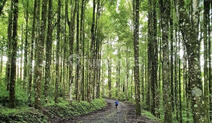 Tanah di Bedugul - Pancasari Buleleng  17