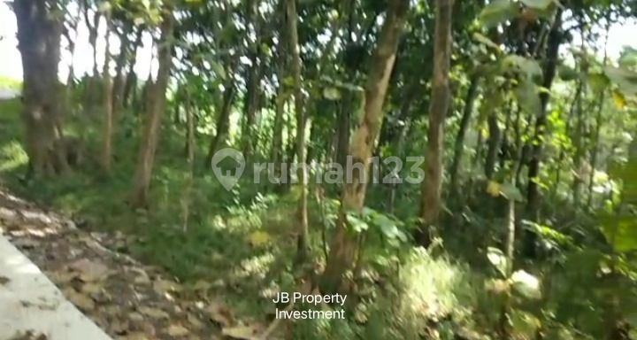 Lahan Murah Tanah Tegalan Kebun Jati di Bawen Semarang 3