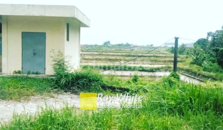 Tambak di desa Sidodadi  Padang Cermin, Pesawaran 7
