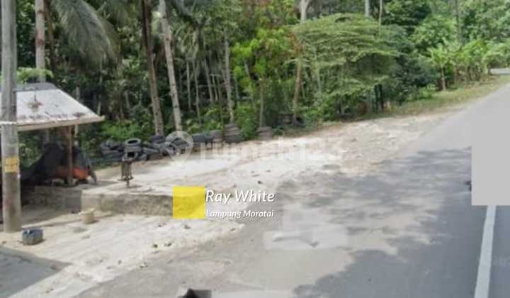 Tanah Perkebunan Di Desa Gebang yk 4
